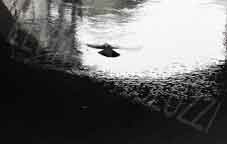 1-Volare-sulla-luce-bortolu